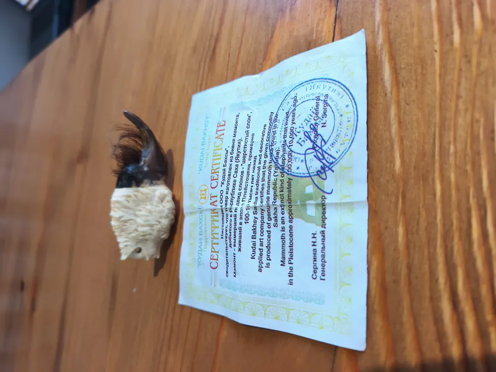 Authentic Mammoth Ivory & Bear Claw Amulet - Yakutia - COA Included