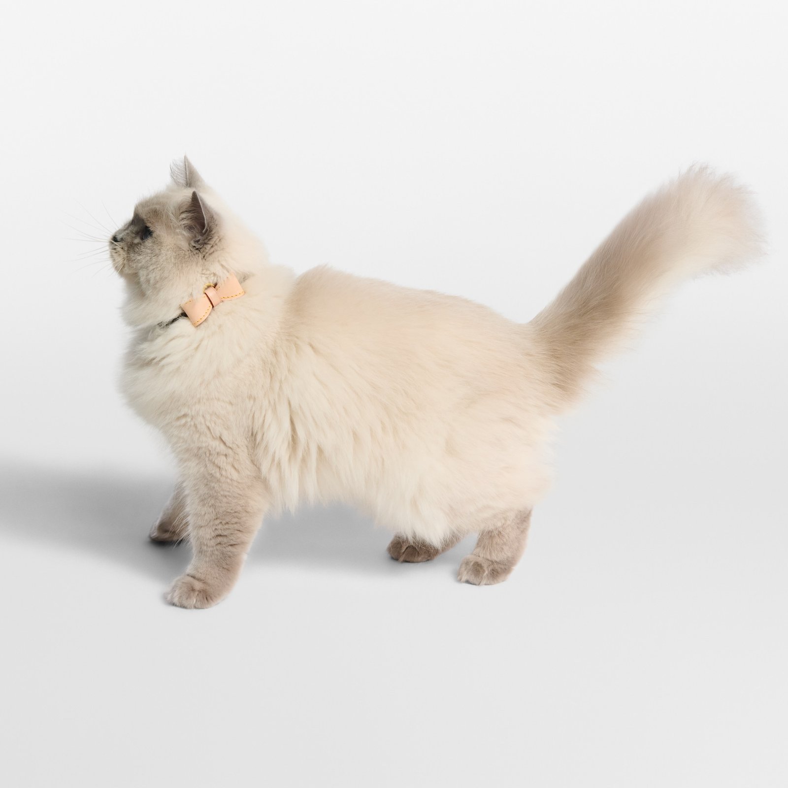 Louis Vuitton Cat Bow Collar image 5